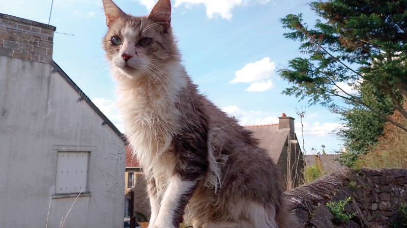 La municipalité de Plémet invite les propriétaires de chats à les maintenir autant que possible dans leur domicile durant la campagne de stérilisation.