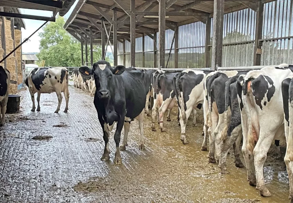 Suite aux annonces récentes du groupe Lactalis, le monde laitier est en ébullition.