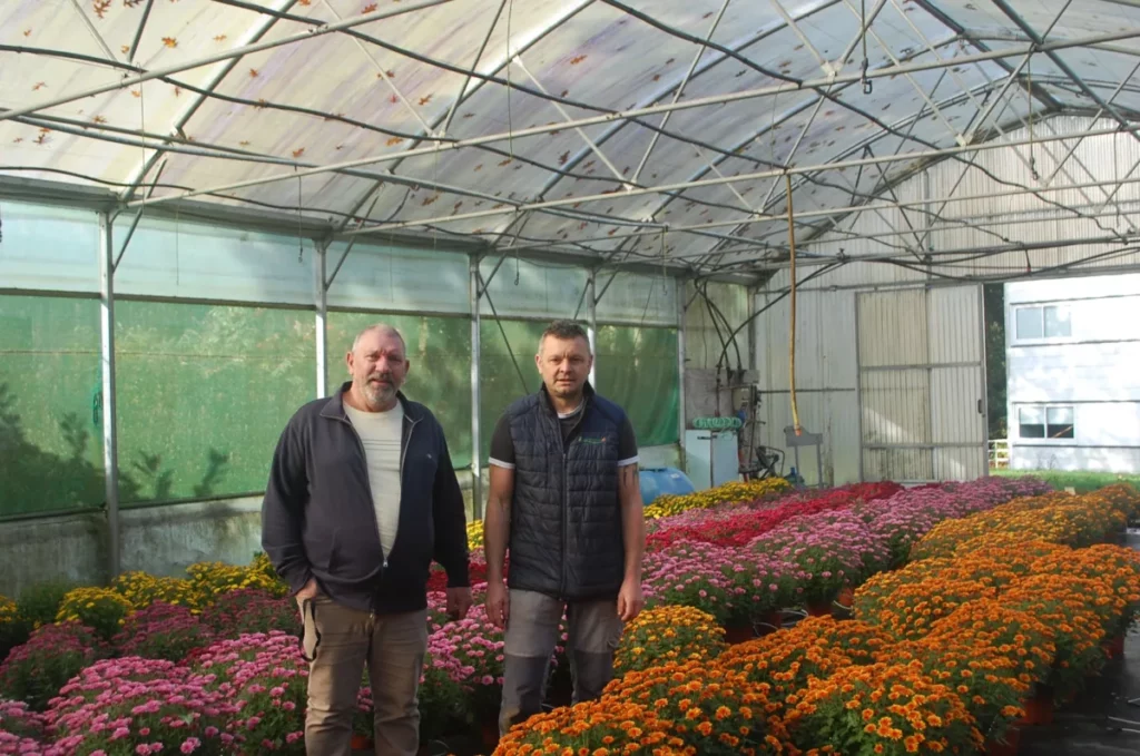 Des chrysanthèmes produits à Merdrignac, au sein du campus et de ses serres.