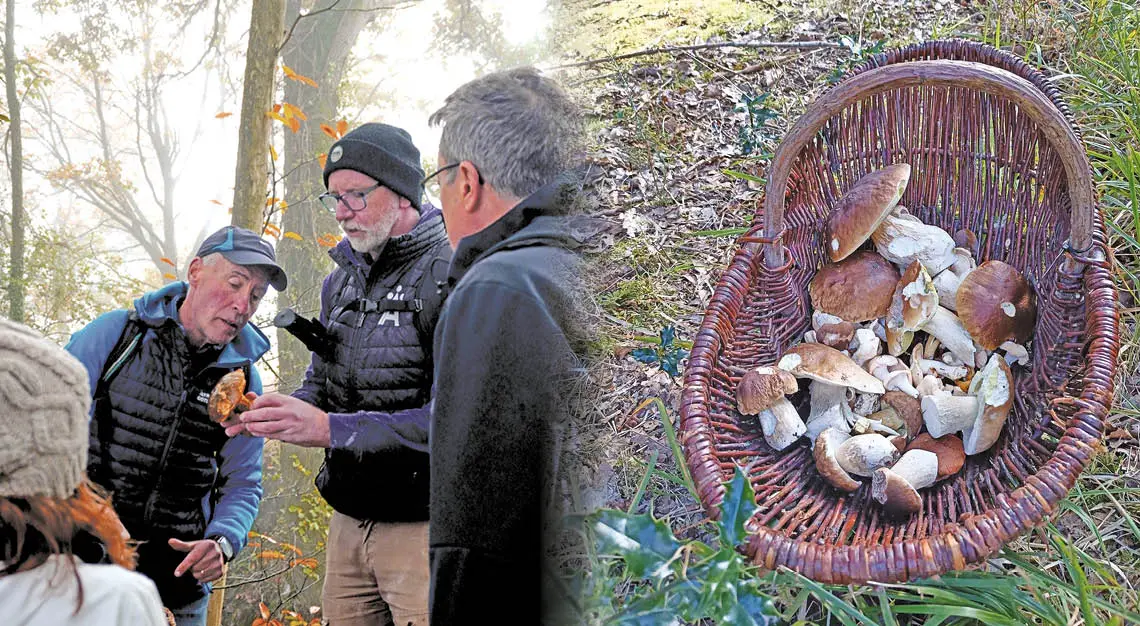 Dans la forêt de la Hardouinais, les champignons cachent bien leur jeu.