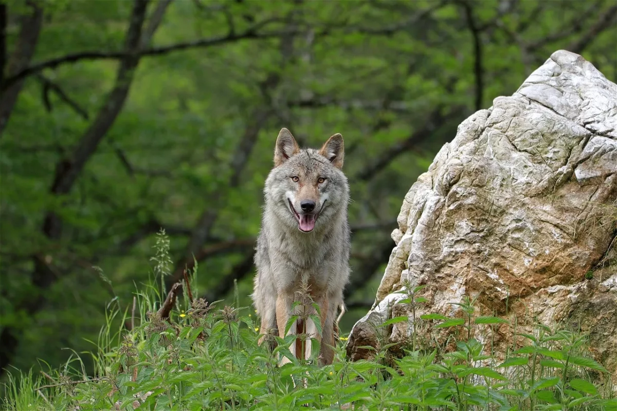 Image de loup