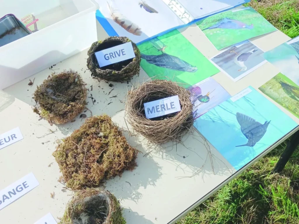 Plusieurs nids et d'autres traces d'animaux sont posés sur une table.