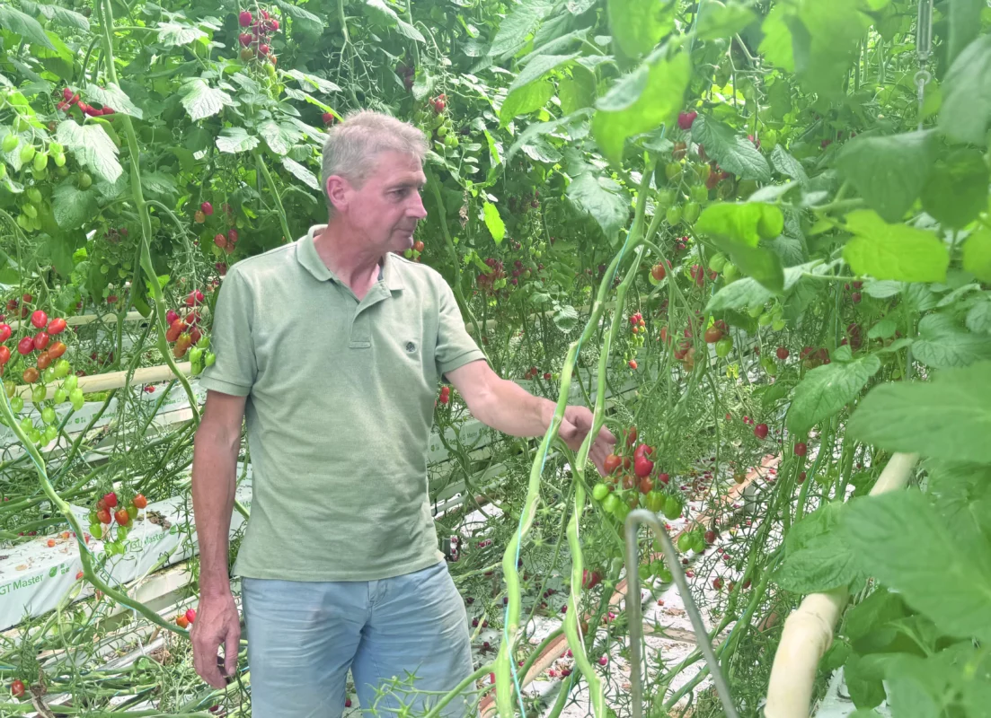 Le producteur de tomates observe ses différents plants et les manipule.