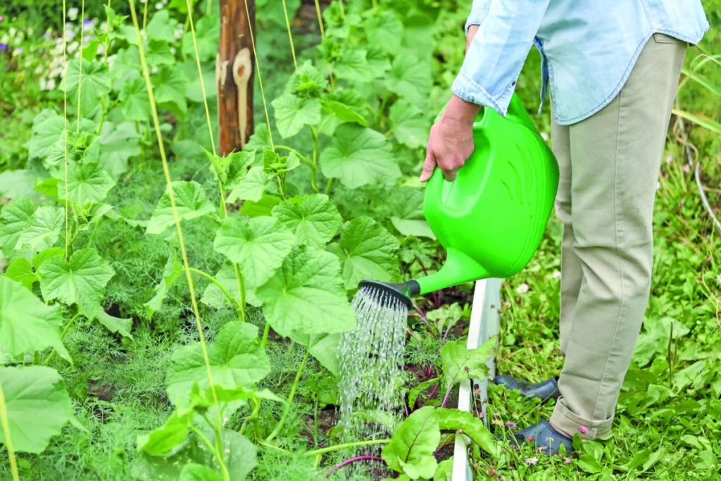 Photo d'un homme qui arrose son potager.