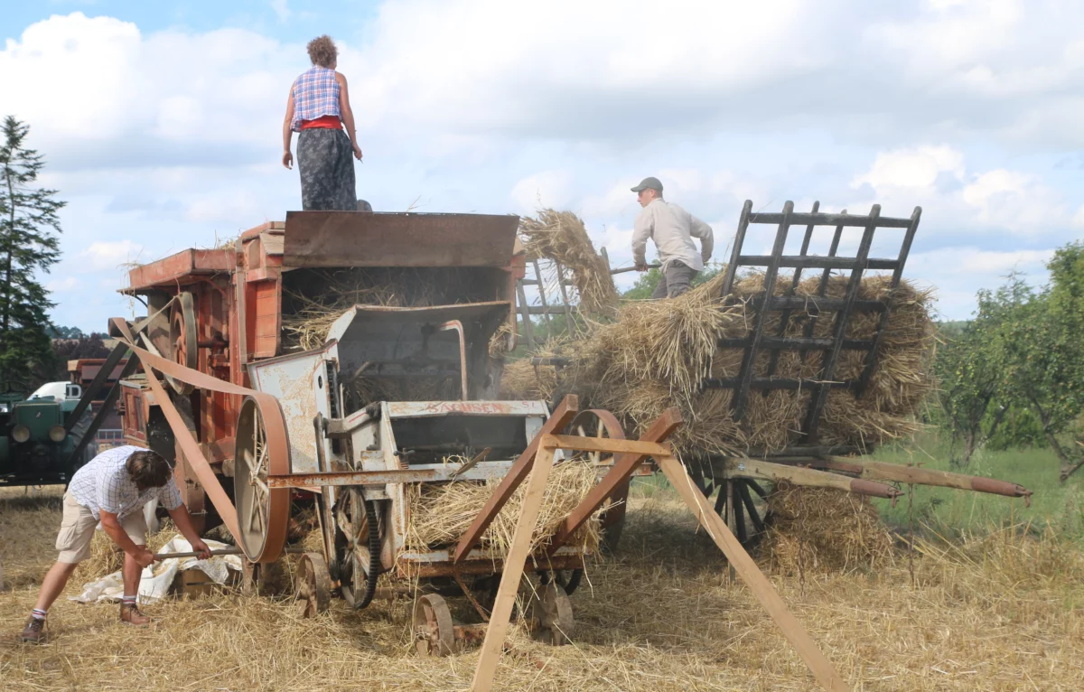 Moissonneuse d'époque en cours d'utilisation.