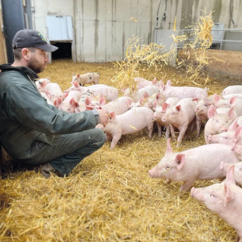 Les cochons sont dans la paille à côté de l'éleveur.