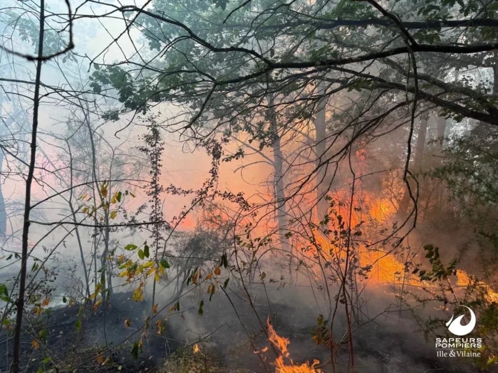 La forêt en feu.