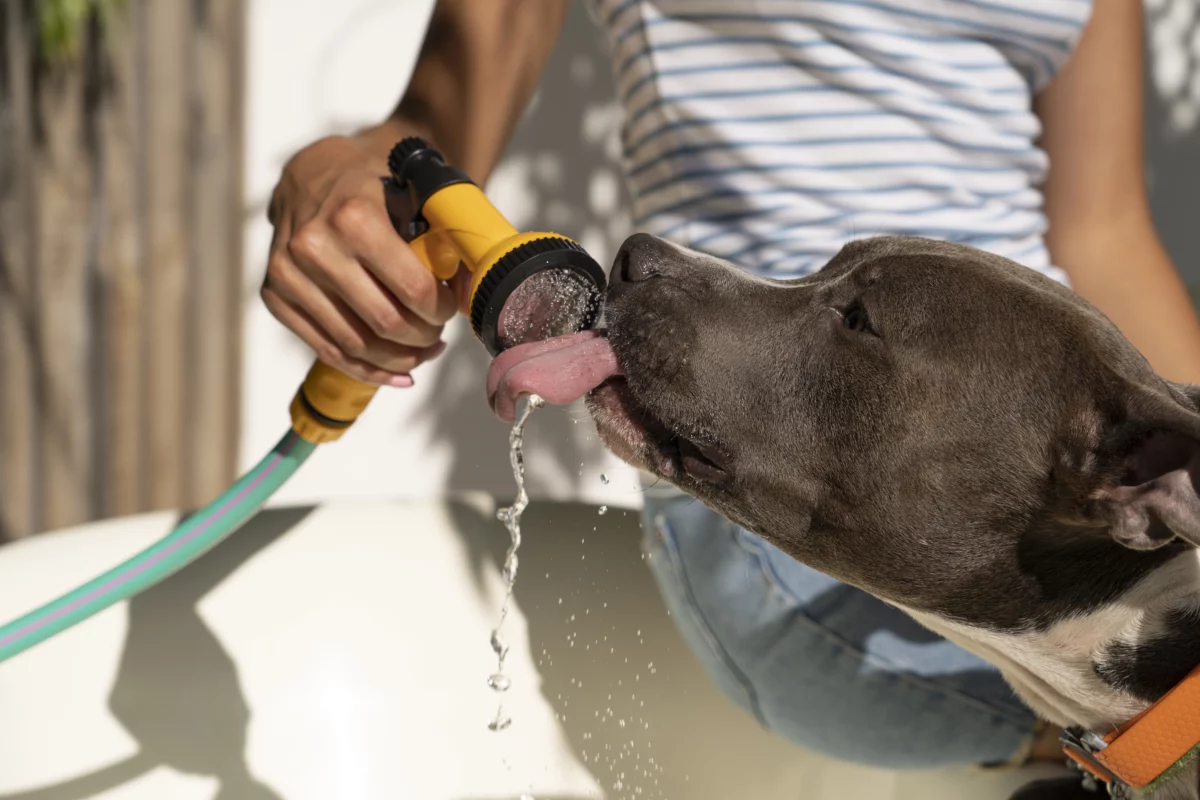 Un chien boit au tuyau d'arrosage.